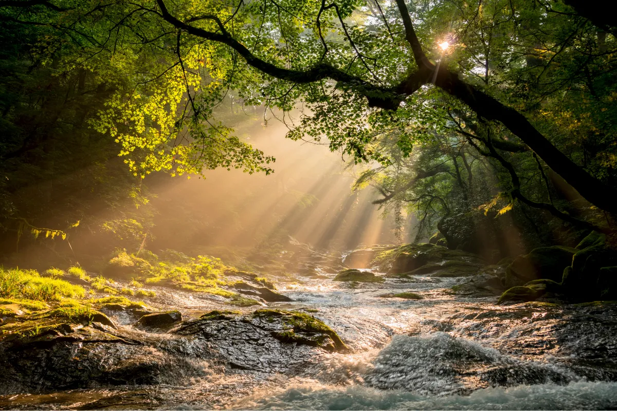 Kupwara’s Forests & Streams